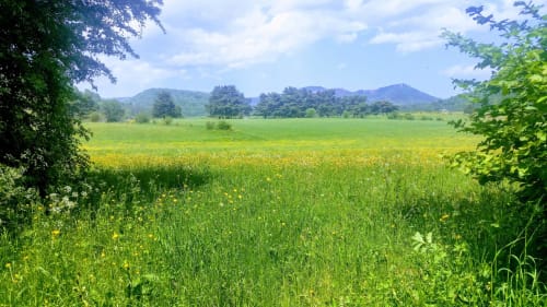 Prairie verdoyante avec fleurs sauvages jaunes et montagnes lointaines près du Domaine de La Serita à Jozé, France