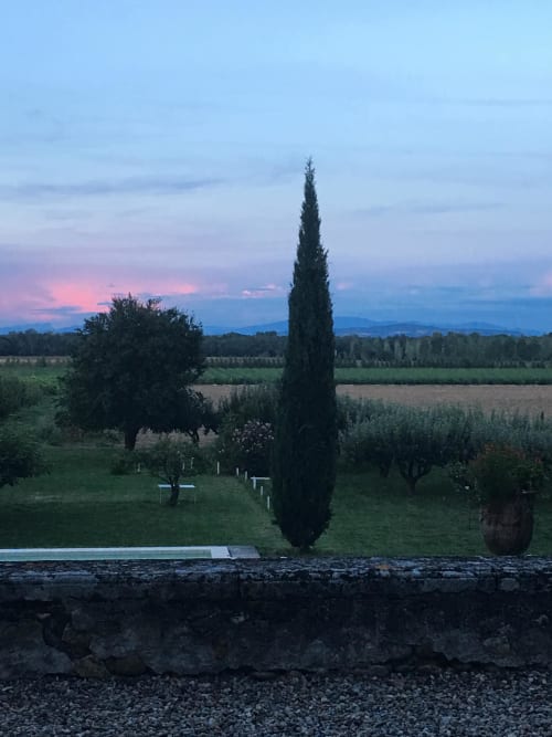 Cipresso alto al Domaine de Lamartine a Pont-Saint-Esprit, Provenza, con vista sui vigneti al tramonto