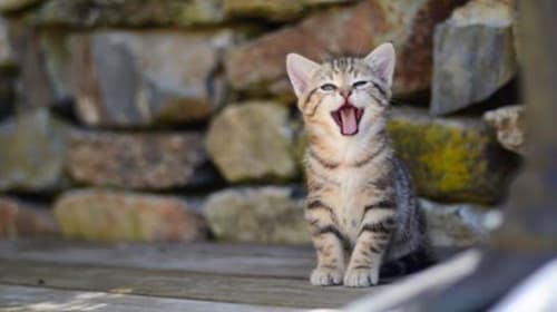 Chaton tigré heureux miaulant dehors au gîte Aux Pays Des Sucs à Saint-Hostien
