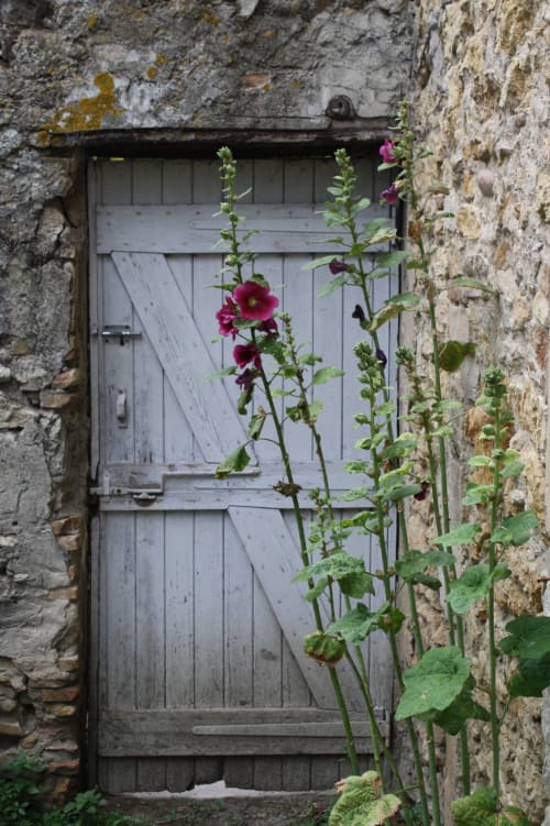 Weathered wooden door in stone cottage walls with vibrant magenta flowers climbing at Domaine de Lamartine, Pont-Saint-Esprit