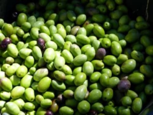 Close-up of ripening olives on tree at Villa Thébaïde's l'Oliveraie Cottage garden in Laudun