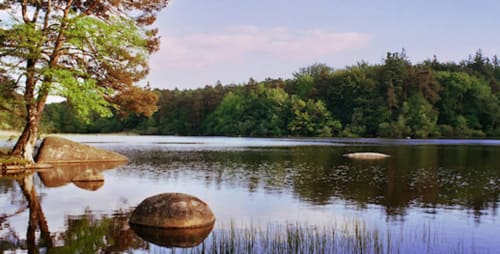 Serene lake view with rocks and pine forest at Le Pignié B&B in Lescure-d'Albigeois, France