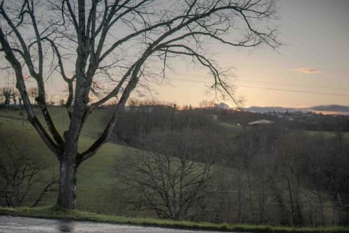 Bare tree overlooking rolling hills and countryside at Le Pignié B&B in Lescure-d'Albigeois, France