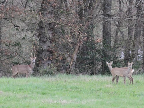 Cerfs broutant dans la prairie près du gîte Le Pignié à Lescure-d'Albigeois, France