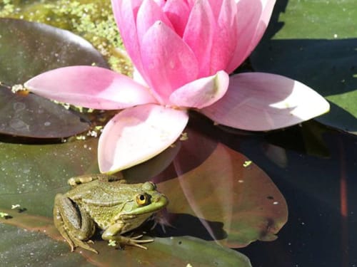 Grenouille sur un nénuphar avec fleur de lotus rose au gîte Le Pignié à Lescure-d'Albigeois