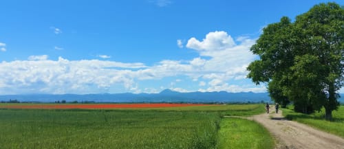 Promenade bucolique au Domaine de La Serita, Joze : champs verdoyants, coquelicots rouges et montagnes lointaines