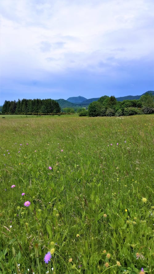 Prairie fleurie pittoresque avec montagnes au Domaine de La Serita, Jozé France