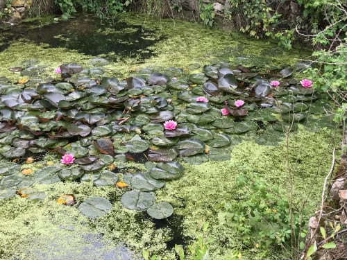 Nénuphars et feuilles de lotus dans le bassin de Le Pignié, gîte en Lescure-d'Albigeois, France