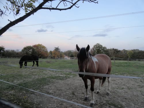Chevaux au pâturage à la Ferme Passion, gîte et chambre d'hôtes à Saint-Trivier-sur-Moignans, France