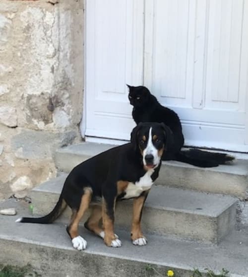 Deux chiens assis sur le perron du gîte Le Pignié à Lescure-d'Albigeois, France