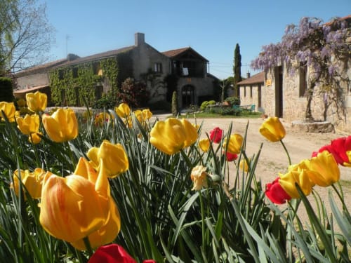 Tulipes colorées du jardin de La Raymondière à Vernoux-en-Gâtine, bâtisses en pierre lierre et glycines