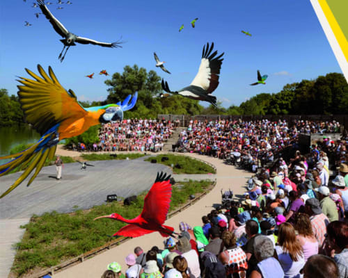 Festival coloré de cerfs-volants avec de grands cerfs-volants en forme d'oiseaux survolant la foule à Ferme Passion, Saint-Trivier-sur-Moignans