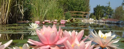 Nénuphars roses et blancs en fleur dans un bassin de la Ferme Passion à Saint-Trivier-sur-Moignans, France