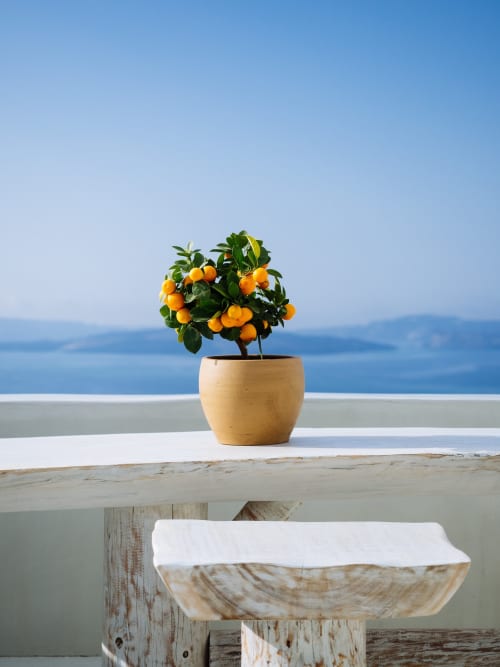 Naranjo en maceta con frutos frescos en el balcón con vistas al mar azul del Hotel Santorini