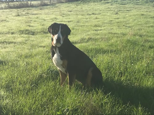 Black and white dog sitting in green pasture at Le Pignié bed and breakfast, Lescure-d'Albigeois France