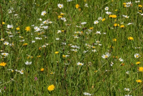 Prairie fleurie avec pâquerettes blanches et pissenlits jaunes au Moulin d'Ajon, un charmant gîte rural français