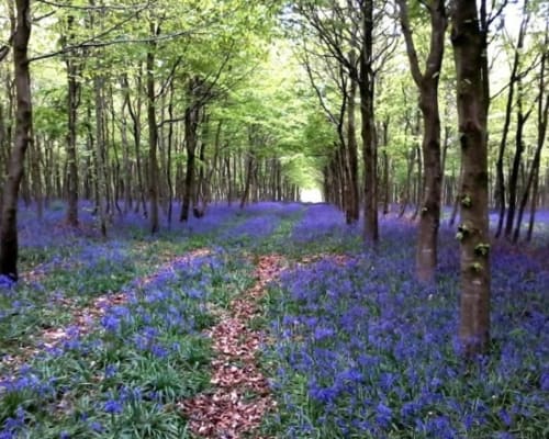 Chemin forestier de jacinthes des bois à La Ferme Du Grand Air, Fiennes, France - boisé paisible aux fleurs pourpres