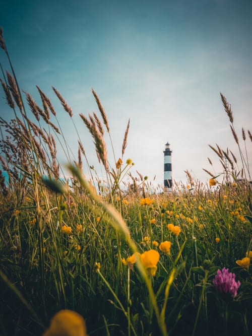 Fleurs sauvages et herbes avec phare rayé, L'escale Marine BnB, La Rochelle