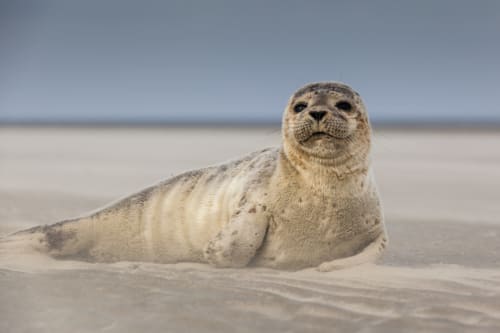 Phoque gris se reposant sur la plage de sable près de Sailly-Flibeaucourt, faune côtière française