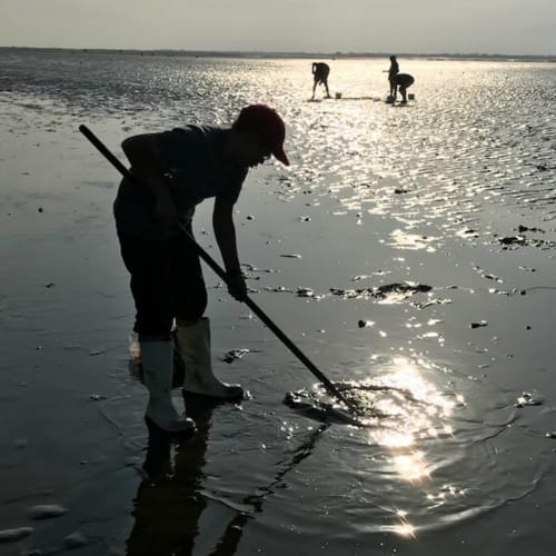 Des visiteurs creusent des palourdes au coucher du soleil dans les eaux côtières peu profondes près de Port-en-Bessin, France