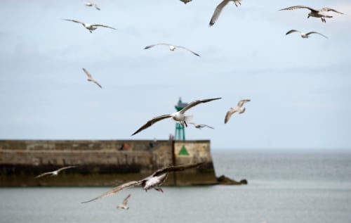 Mouettes survolant le port de Port-en-Bessin avec sa jetée en pierre et son phare à balise verte