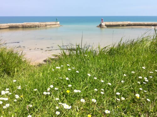Des fleurs sauvages côtières surplombent le port de Port-en-Bessin avec ses bateaux amarrés et digues en pierre