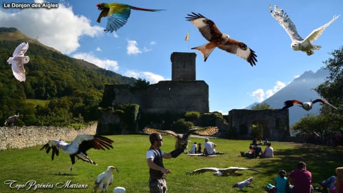 Aigles survolant les ruines du Château de Baylac tandis que des visiteurs assistent à un spectacle de fauconnerie à Bugnein, France