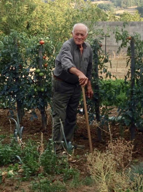 Elderly man gardening at Manoir De Rieuzal in Loubressac, France, surrounded by tomato plants