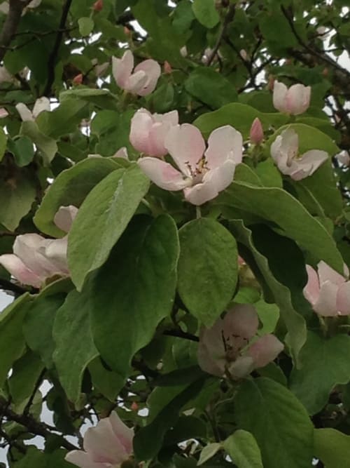 Delicate pale pink and white apple blossoms with green leaves at Manoir De Rieuzal, a charming French bed and breakfast in