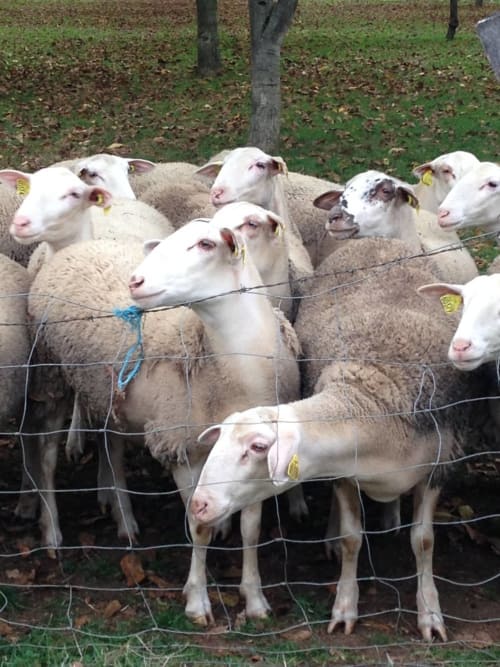 Herd of white and beige goats behind wire fence at Manoir De Rieuzal in Loubressac, France