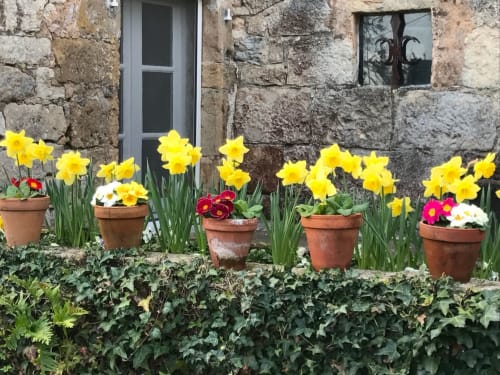Yellow daffodils and colorful flowers in terracotta pots at Manoir De Rieuzal, a charming French BnB in Loubressac
