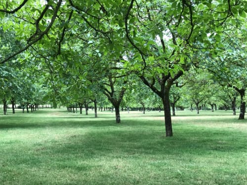 Lush green orchard grounds at Manoir De Rieuzal B&B in Loubressac, France, with mature trees and manicured lawn