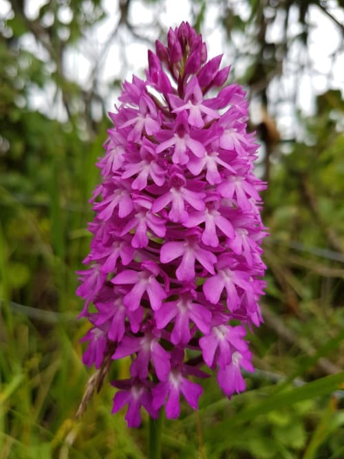 Vibrant magenta orchid flowers blooming at Manoir De Rieuzal, a charming bed and breakfast in Loubressac, France