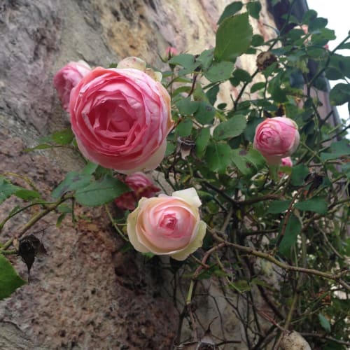 Pink roses blooming against stone wall at Manoir De Rieuzal, Loubressac, France