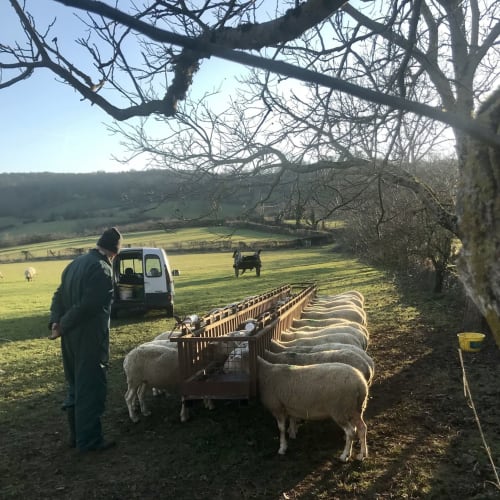 Farmer feeding sheep at Manoir De Rieuzal in Loubressac, France rural countryside setting