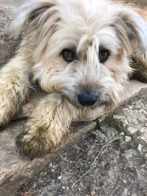 Friendly dog at Manoir De Rieuzal, a charming bed and breakfast in Loubressac, France