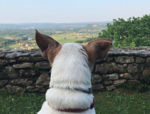 Dog overlooking scenic countryside from stone wall at Manoir De Rieuzal, Loubressac France