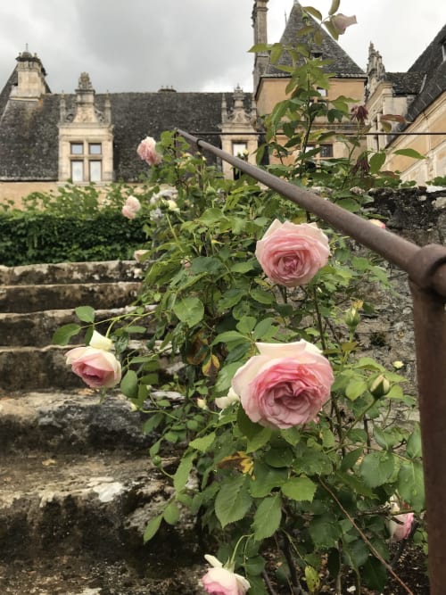 Pink roses in garden at Manoir De Rieuzal, a French bed and breakfast in Loubressac