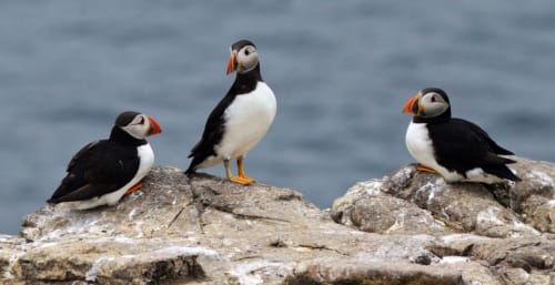 Three puffins perched on rocky outcrop near St Martins, GB