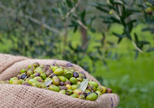 Olive appena raccolte in un sacco di tela presso l'agriturismo I Coppi a San Gimignano, Toscana