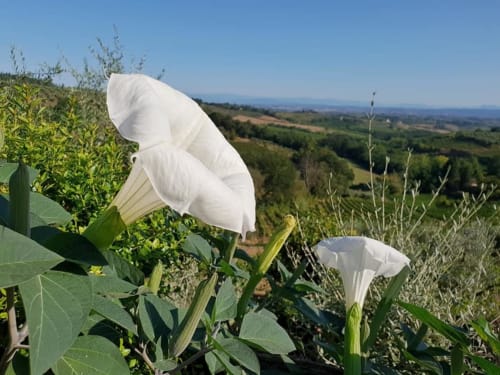 Fiori bianchi di convolvolo in fiore nella campagna toscana vicino a San Gimignano