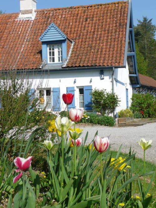 Au Petit Tambour D'Autingues BnB: charming white cottage with terracotta roof, blue shutters, and blooming tulips in
