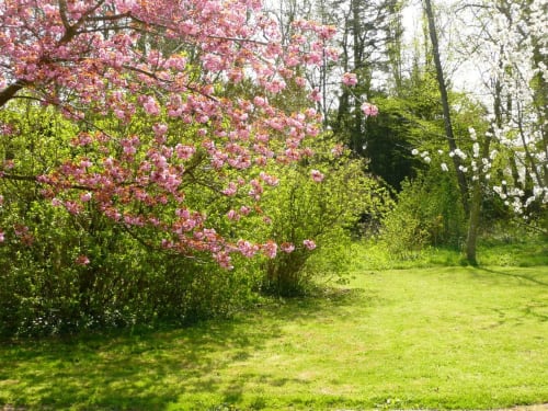 Pink flowering magnolia tree in lush spring garden at Au Petit Tambour D'Autingues, Autingues
