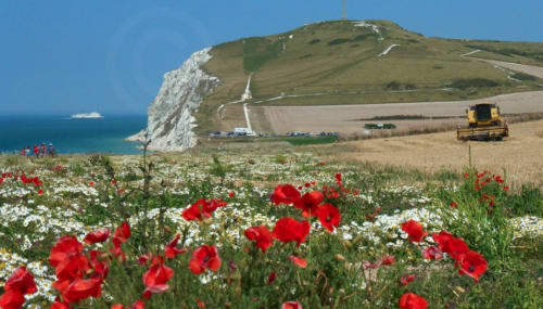 Coquelicots rouges et marguerites blanches à Au Petit Tambour D'Autingues avec vue sur les falaises et la mer