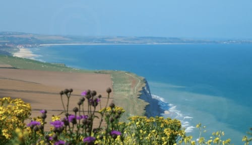 Des fleurs sauvages violettes et jaunes surplombent les falaises de la Côte d'Opale près d'Autingues, France