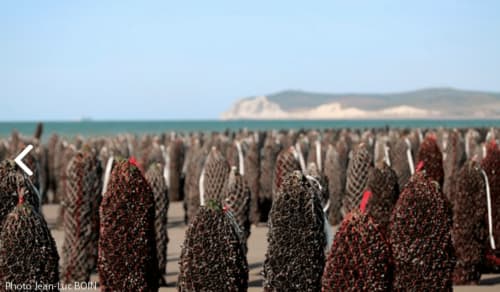 Parcs à huîtres sur la plage près d'Autingues avec falaises côtières, paysage littoral