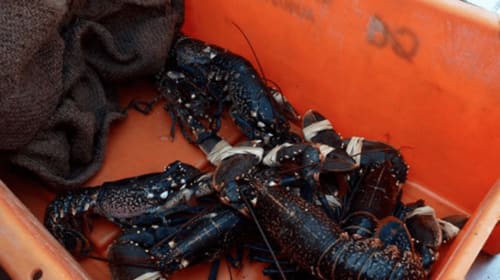 Homards frais dans une caisse orange à l'Au Petit Tambour D'Autingues, gîte de charme fruits de mer