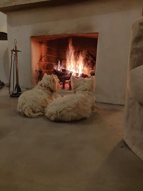 Deux chiens couleur crème se détendant près d'une cheminée à la maison d'hôtes Saint Martin à Ollioules, France
