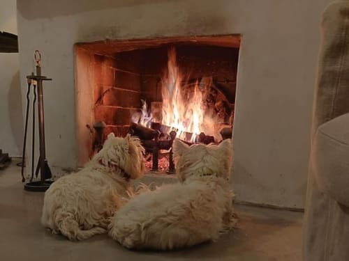 Two fluffy dogs relaxing by a fireplace at Saint Martin guesthouse in Ollioules, France