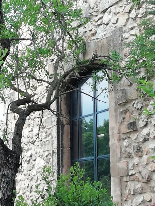 Gnarled tree and climbing vines frame modern window of stone building at Mas des Artistes, Mouriès